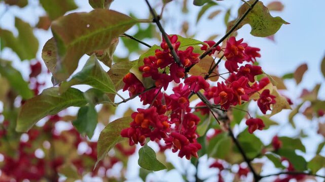 Pink spindle tree capsules with orange seeds hang on branches among green leaves in autumn.