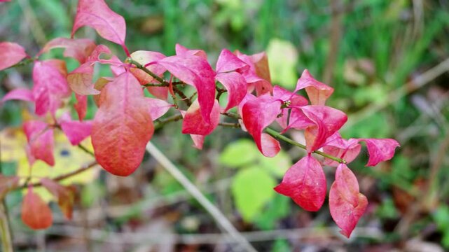 Bright pink euonymus leaves on a thin branch with blurred green forest background in autumn.