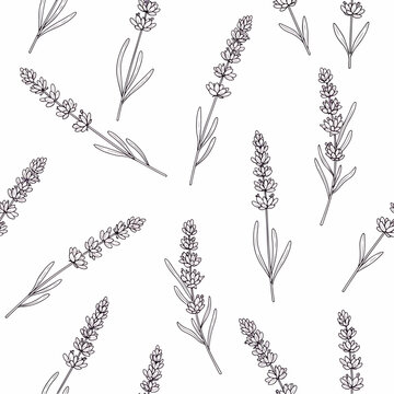 Detailed black and white line art illustration of lavender floral seamless pattern on white backdrop