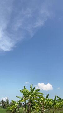 Time lapse of clouds moving over banana trees and rice field