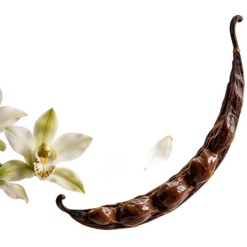 Vanilla pod composition featuring glistening seed paste and suspended orchid blooms cut out on transparent background