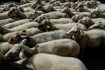 Sheep crowded together in an outdoor pen during the day © Tomasz