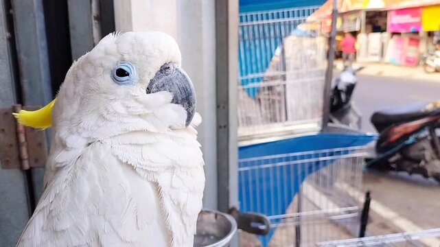Close-up of a sleepy yellow-crested cockatoo closing its eyes outdoors. Exotic white parrot stock video footage for wildlife, tropical bird species, and nature documentary project. Kakatua. Kakaktua.