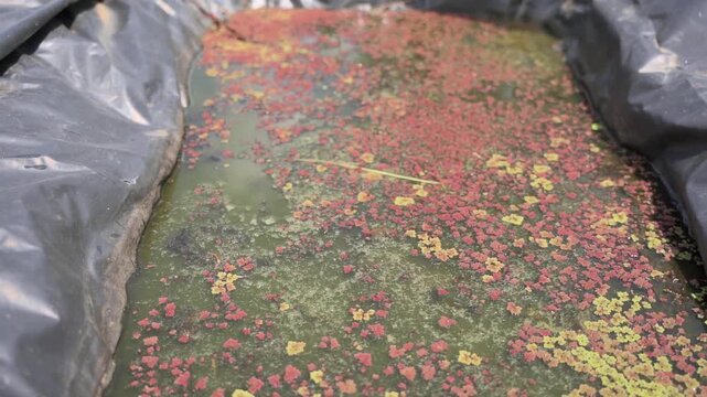 Slow motion hand scooping azolla from a small farm pond