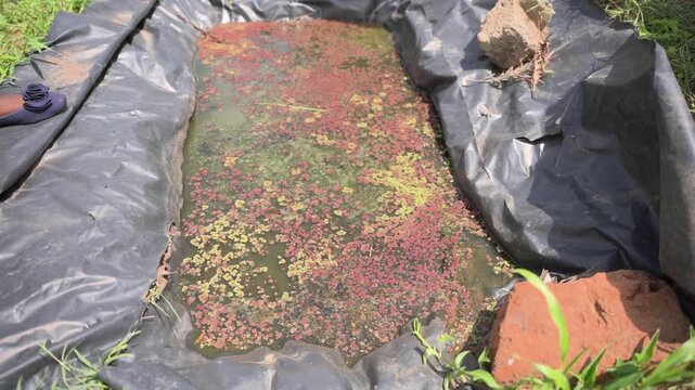 Slow motion azolla fern covering water in a plastic lined pit