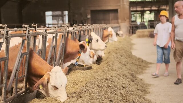 cows ear tags eating hay in barn stall, Herd cattle feeding, animal nutrition, modern dairy indoor farm life, husbandry practices, technology traceability, feeding time, organized management livestock