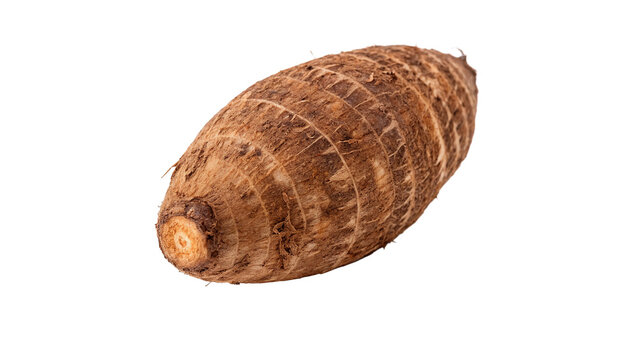 Single raw taro root corm with textured hairy brown skin isolated on transparent background.