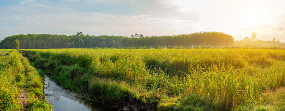Rice field panorama with sunrise or sunset in moning light