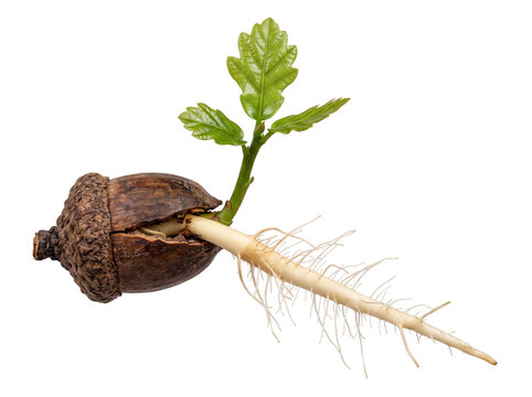 Germinating acorn seed oak sprout with root system and green leaves growing isolated on black background for botany ecology science education new life future potential growth concept stock photo