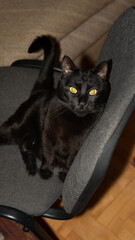 black cat sitting on a chair © DaliCeMedia