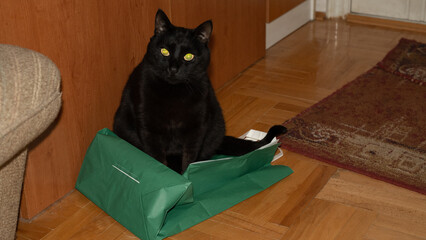 Black cat on a green bag © DaliCeMedia