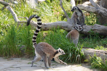 Lemurs are sitting on a tree branch. © Станислав 
