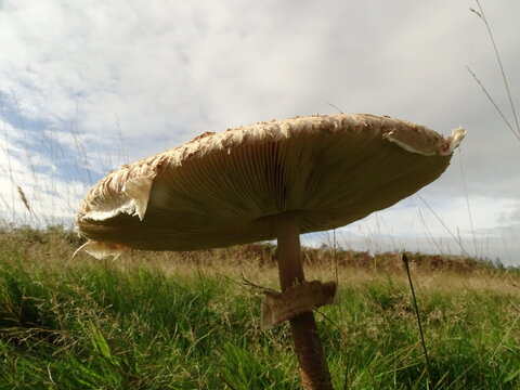 close up of a freckeld dapperling mushroom