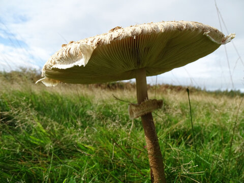close up of a freckeld dapperling mushroom