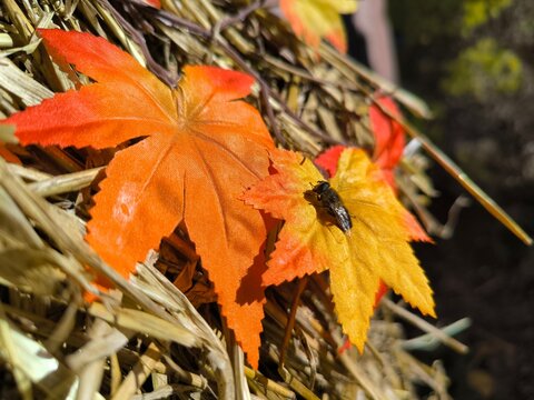 Close-up of maple leaves and a bee on straw