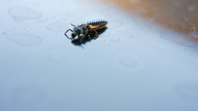 Macro close-up of a spiky black and orange ladybug larva walking on a wet glossy car surface, French Riviera, France.
