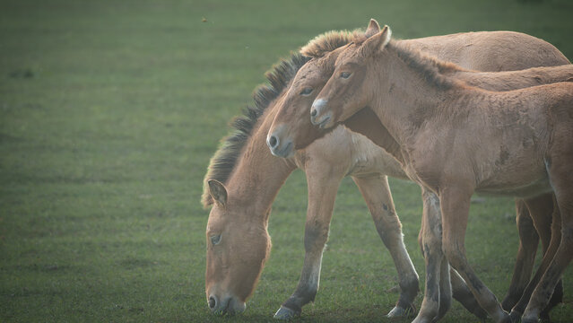 Group of Przewalski's horses (Equus ferus przewalskii) standing close together in a grassy meadow. Rare wild horses displaying natural social behavior and interaction in a peaceful environment.