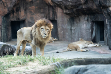 Male Lion Standing While a Lioness Rests in a Zoo Enclosure © kurileon
