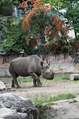 Rhinoceros Standing Beneath a Tree with Orange Flowers in a Zoo © kurileon