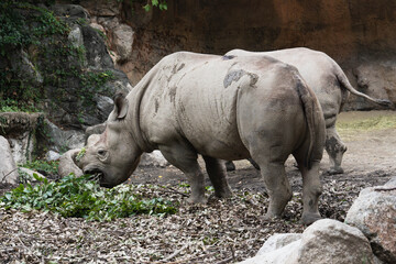 White Rhinoceros Eating Green Leaves in a Zoo Enclosure © kurileon
