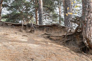 Exposed pine tree roots on eroded sandy hill slope in coniferous forest © Tanaly
