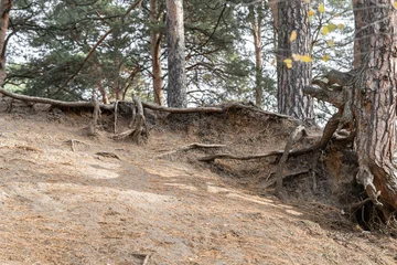 Exposed pine tree roots on eroded sandy hill slope in coniferous forest © Tanaly