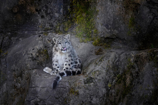 Snow leopard cub, Panthera uncia, sitting on a moss covered rocky ledge. A carnivorous big cat endemic to the mountain ranges of Asia.