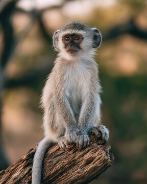 cute young vervet monkey sitting curious on weathered tree branch selective focus wildlife animal portrait outdoors natural habitat wilderness safari experience in natural environment background