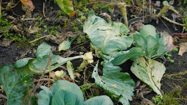 Fresh green cabbage leaves growing in a vegetable garden on a rural farm. Organic leafy vegetables surrounded by nature, representing sustainable agriculture, eco-friendly farming, healthy nutrition