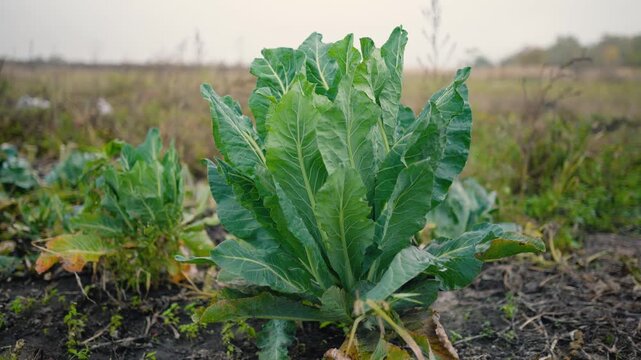 Fresh green cabbage leaves growing in a vegetable garden on a rural farm. Organic leafy vegetables surrounded by nature, representing sustainable agriculture, eco-friendly farming, healthy nutrition
