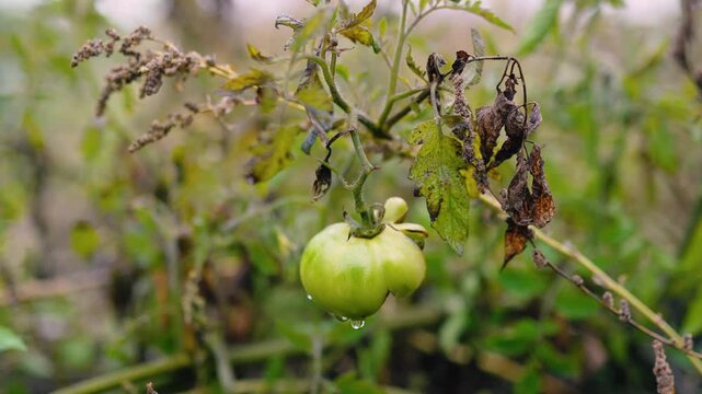 Fresh green unripe tomatoes growing on a farm garden after rain, with water droplets on the fruit and leaves. Organic agriculture, healthy food, natural growth, and sustainable farming.