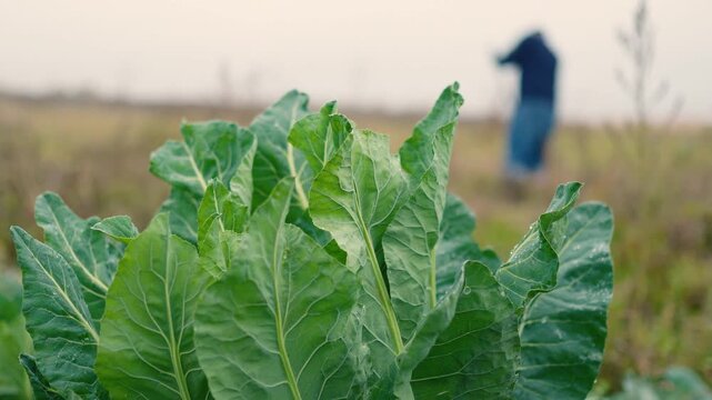 Close-up of a farmer loosening and preparing fertile soil with a rake on a rural farm. Manual agricultural work in the garden, promoting soil health, sustainable farming, and planting preparation.