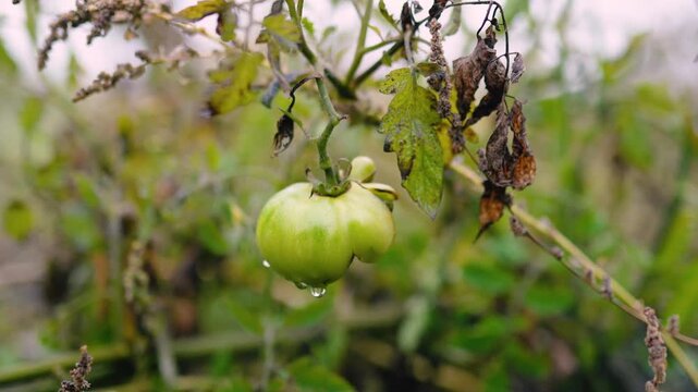 Fresh green unripe tomatoes growing on a farm garden after rain, with water droplets on the fruit and leaves. Organic agriculture, healthy food, natural growth, and sustainable farming.