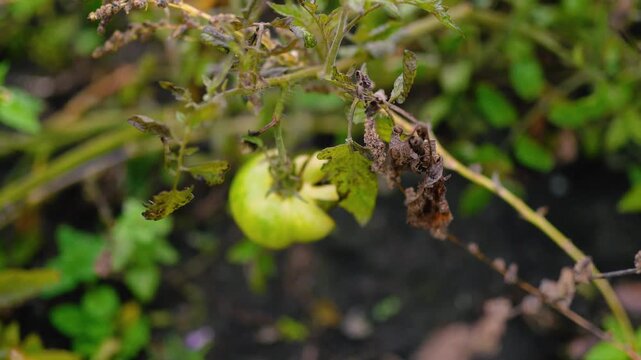 Fresh green unripe tomatoes growing on a farm garden after rain, with water droplets on the fruit and leaves. Organic agriculture, healthy food, natural growth, and sustainable farming.