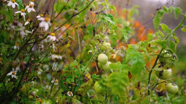 Fresh green unripe tomatoes growing on a farm garden after rain, with water droplets on the fruit and leaves. Organic agriculture, healthy food, natural growth, and sustainable farming.
