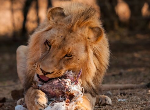 Lion eating meat in natural savanna setting