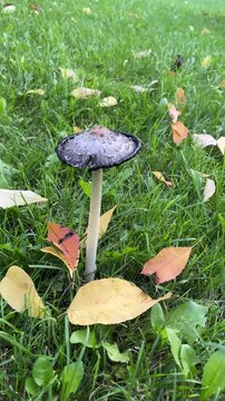 Ink cap mushroom with tall white stipe and black edge was found in lawn during fall. Fallen leaves are scattered on ground around fungus