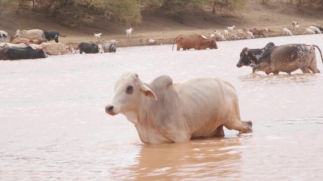 Zebu cattle cooling off in a muddy dam
