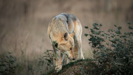 Grey Wolf Sniffing Ground Among Bushes in Natural Habitat © Sleep Of Reason