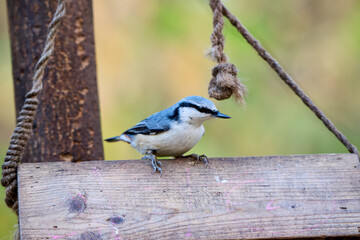 great tit parus major © smirs