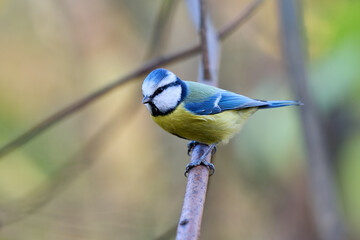 blue tit on branch © smirs