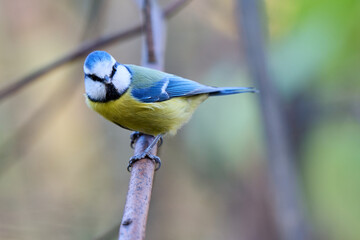 blue tit on branch © smirs