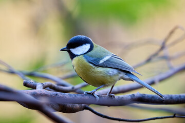 blue tit on branch © smirs