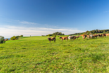 Germany, Bavaria, Allgäu, Kempten, herd of cows grazing on a lush mountain pasture with panoramic Alpine views and blue sky © mmphoto