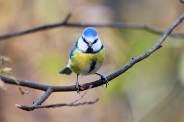 The blue tit has a bright blue crown, white cheeks with dark markings around its eyes and neck, and a yellow-green chest and belly. Its back and wings display a beautiful combination of blue, turquois © smirs