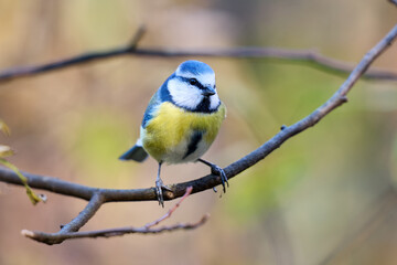 The blue tit has a bright blue crown, white cheeks with dark markings around its eyes and neck, and a yellow-green chest and belly. Its back and wings display a beautiful combination of blue, turquois © smirs