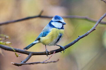 The blue tit has a bright blue crown, white cheeks with dark markings around its eyes and neck, and a yellow-green chest and belly. Its back and wings display a beautiful combination of blue, turquois © smirs