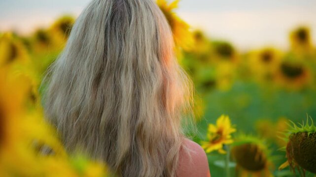 Golden sunflowers sway in warm breeze. Blonde woman stands still, gazing at flowers. Her hand gently touches a sunflower stem. Soft light bathes the scene in golden hue