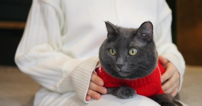 Nervous grey cat clad in bright red pet sweater sits awkwardly with loving owner. Woman calms restless feline companion revealing signs of pet anxiety and mild distress in cozy room setting.