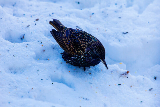 Starling Bird Sitting on Snow, Ohio
